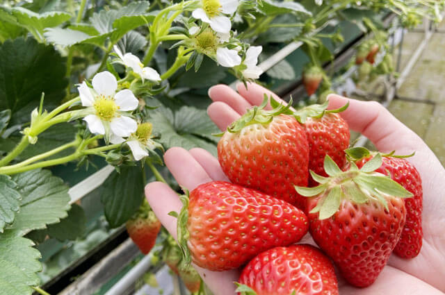 다나카의 딸기 딸기 수확