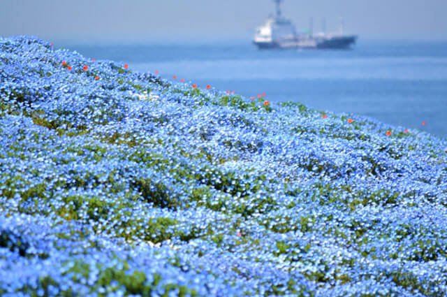 Osaka Maishima Seaside Park Nemophila Festival 2023